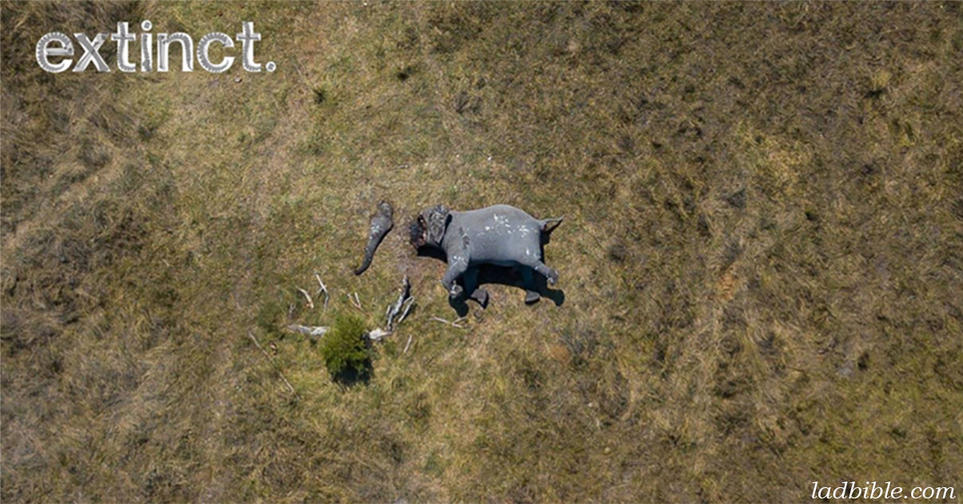 Шокирующее фото убитого слона показывает настоящий ужас браконьерства