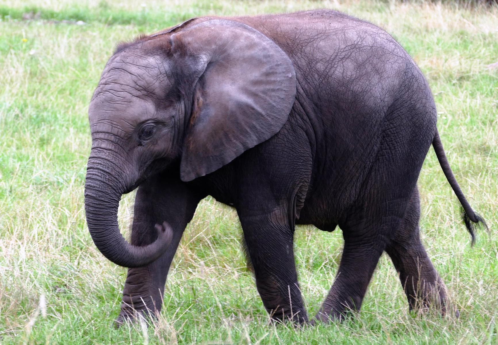 Туристов просят не кататься на слонах в Таиланде. Вот почему