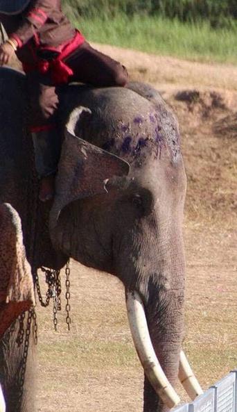 Туристов просят не кататься на слонах в Таиланде. Вот почему