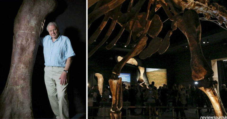 Найден скелет невиданного динозавра: он в 10 раз больше Тираннозавра Рекса