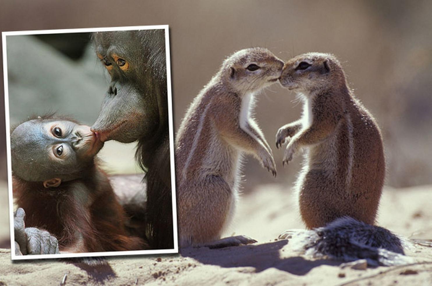 19 фото с эмоциями животных, которые зарядят вас позитивом