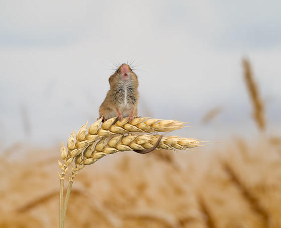 35 очаровательных фото полевых мышей, которые обожают собирать урожай