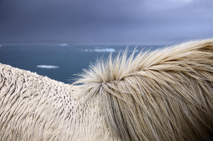 Фотограф заснял лошадей, которые бывают только в Исландии