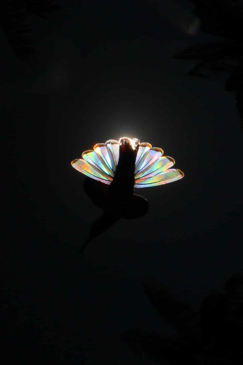 Природное явление превращает крылья колибри в крошечную радугу