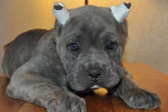 В Колумбии запретили обрезать собакам уши и хвосты
