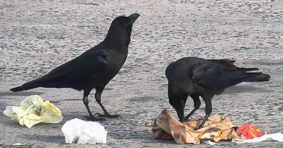 Во французском парке ворон научили собирать мусор. Взамен они получают еду