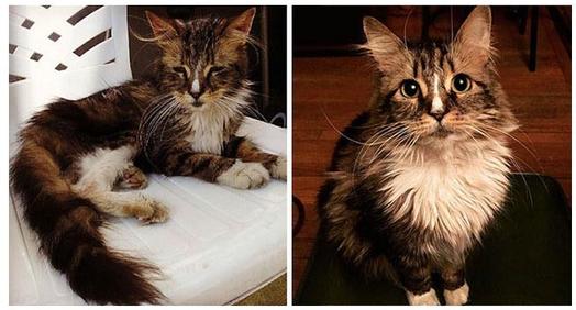 20 фото кошек до и после спасения: они точно растопят ваше сердце