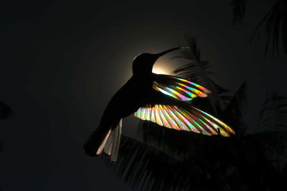 Природное явление превращает крылья колибри в крошечную радугу