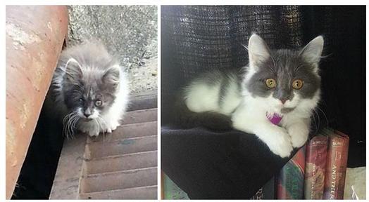 20 фото кошек до и после спасения: они точно растопят ваше сердце