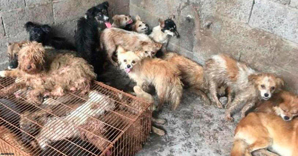 Активисты спасли 62 собаки, которых собирались приготовить для фестиваля в Китае