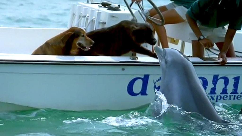 Душевное видео: дельфин выпрыгивает из воды, чтобы поцеловать собаку