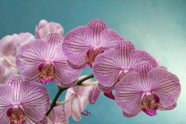 6 трюков, чтобы домашняя орхидея цвела почти круглый год