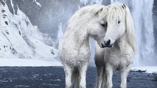 Я обожаю лошадей и Исландию. Вот что будет, если соединить их вместе