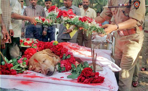 Занджир: собака, которая спасла тысячи жизней при взрывах в Мумбаи в 1993 году