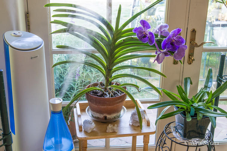 6 трюков, чтобы домашняя орхидея цвела почти круглый год