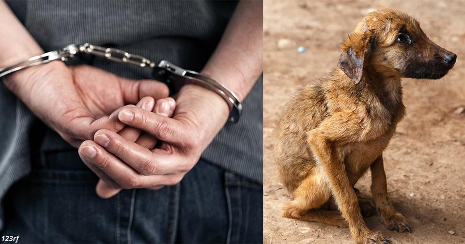 За жестокое обращение с животными в Великобритании будут сажать на 5 лет