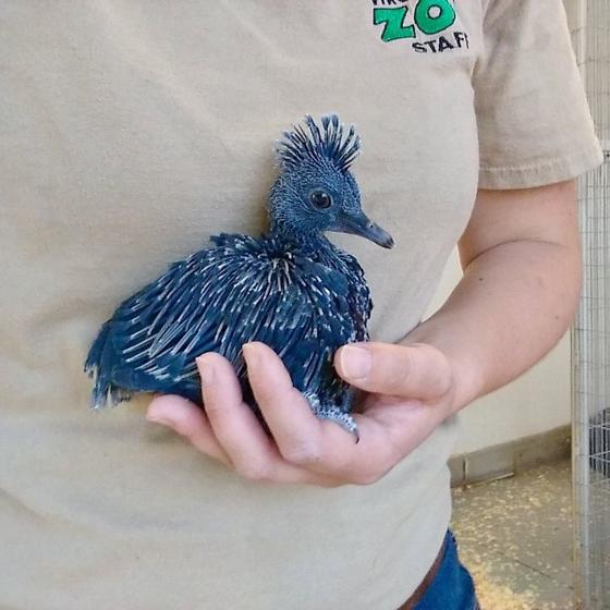 Знакомьтесь: самый красивый голубь на планете. Может вырасти очень большим!