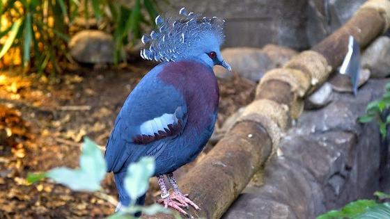 Знакомьтесь: самый красивый голубь на планете. Может вырасти очень большим!