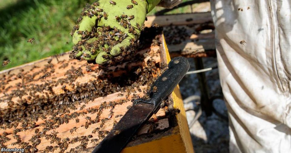 Только в Бразилии и только с начала 2019 года погибло свыше 500 млн пчёл