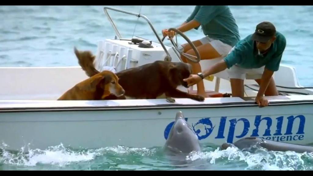Душевное видео: дельфин выпрыгивает из воды, чтобы поцеловать собаку
