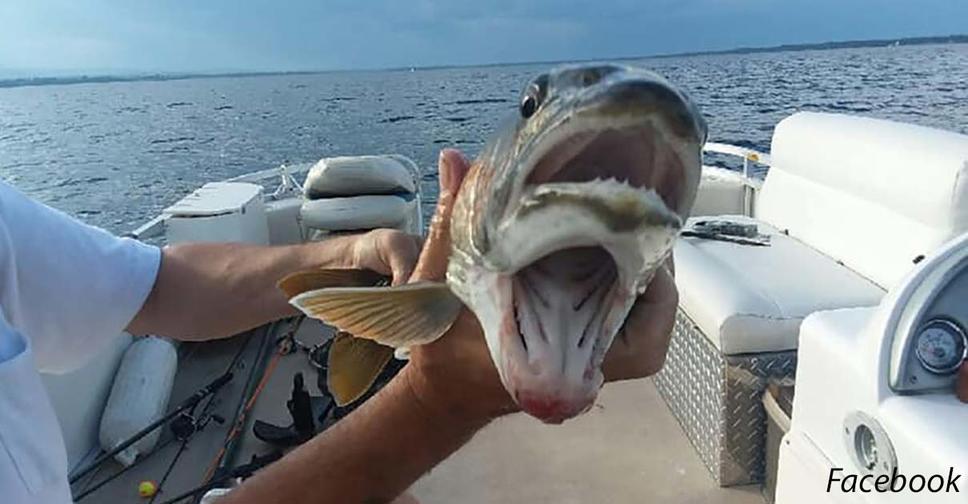 Рыба с «двумя ртами» шокировала рыбаков: ″Улов запомню на всю жизнь″