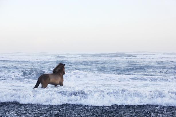 Я обожаю лошадей и Исландию. Вот что будет, если соединить их вместе