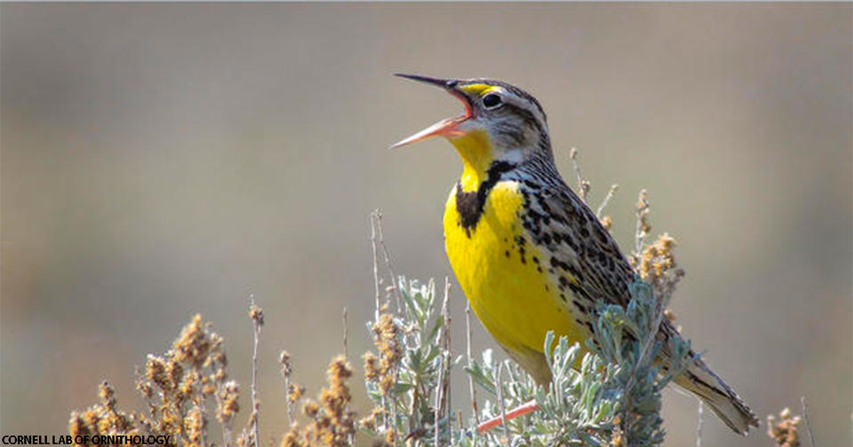 Северная Америка потеряла почти 3 миллиарда птиц с 1970 года