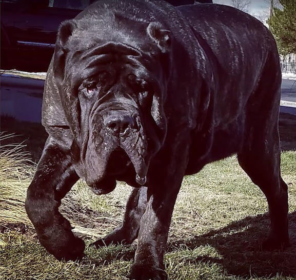 Знакомьтесь: щенок самой большой в мире породы собак