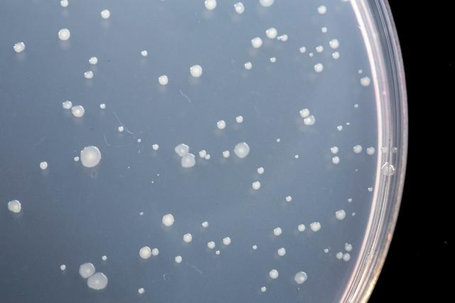 14 природных антибиотиков, которые отлично борются с инфекциями