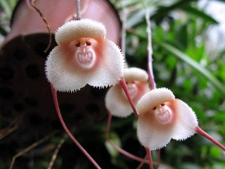 Редкие виды орхидей, которые похожи на маленькие обезьяньи морды