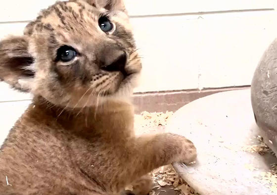 Трогательное видео, как папа-лев впервые встречает своего малыша