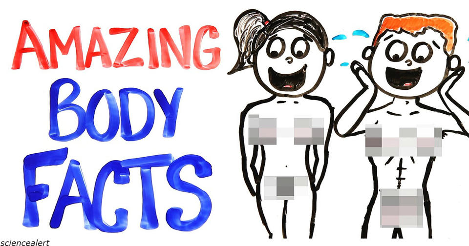 16 интересных фактов о женском теле, о которых нужно знать