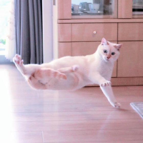 Знакомьтесь: Чако, кот-ниндзя из Японии