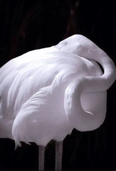 50 редких животных-альбиносов, от которых невозможно отвести взгляд