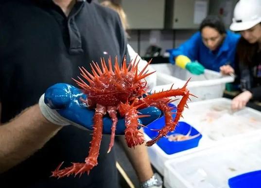 Учёные поделились фотками чудовищ, которые живут на глубине свыше 5 километров