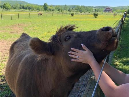 Появился новый вид терапии: объятия с дружелюбными коровами