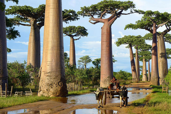 16 самых великолепных в мире деревьев