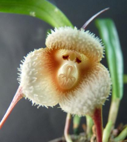 Редкие виды орхидей, которые похожи на маленькие обезьяньи морды