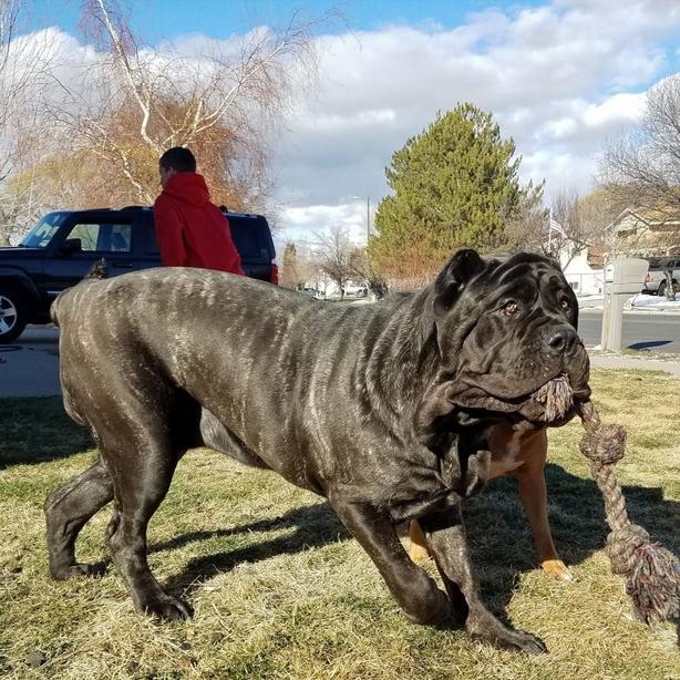 Знакомьтесь: щенок самой большой в мире породы собак