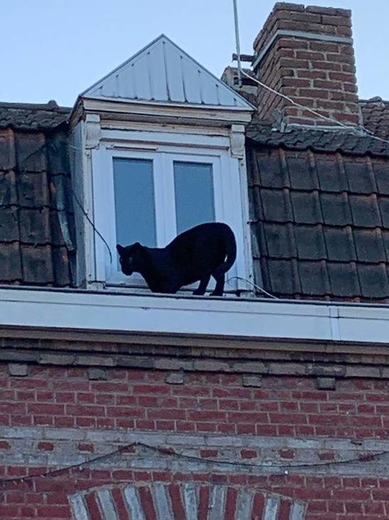 Черная пантера ходит по крышам - и пугает весь город