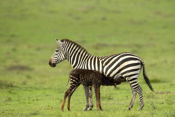 В Кении родилась маленькая зебра с пятнами вместо полос