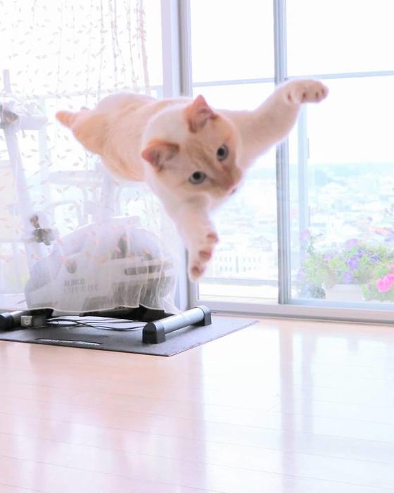 Знакомьтесь: Чако, кот-ниндзя из Японии