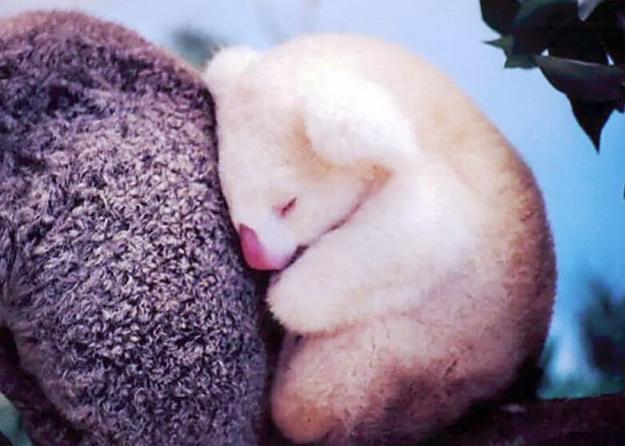 50 редких животных-альбиносов, от которых невозможно отвести взгляд