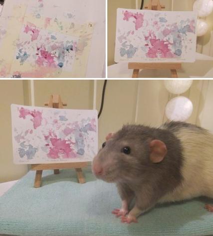 Студентка из Норвегии научила свою крысу рисовать. И вот что у нее получалось