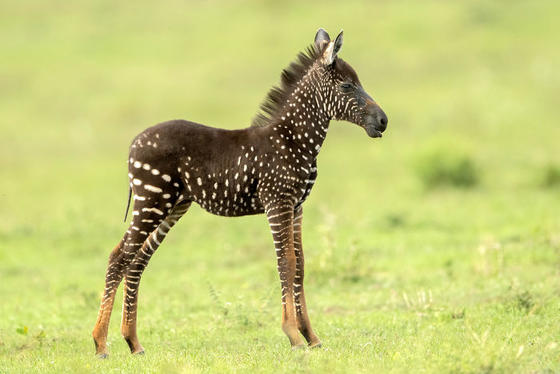 В Кении родилась маленькая зебра с пятнами вместо полос