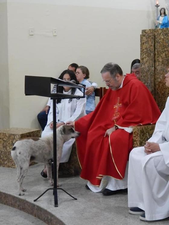 Добрый священник приводит бездомных собак в церковь – чтобы они нашли новые семьи