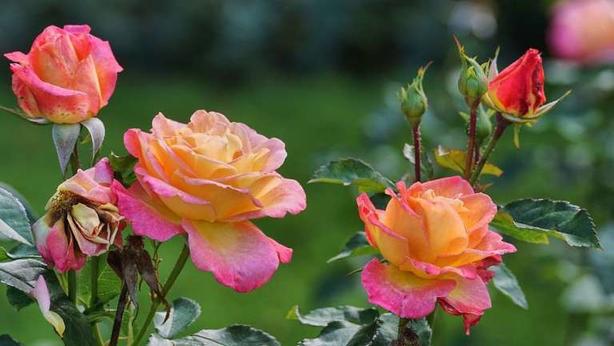 Когда не хватает денег: поздняя посадка роз в октябре - почему она выгодна садоводам с малым бюджетом
