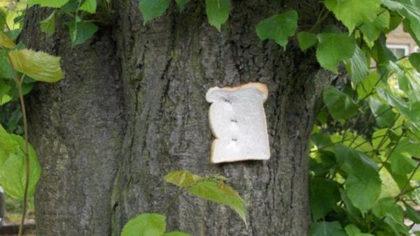 Зачем люди крепят хлеб к деревьям? 