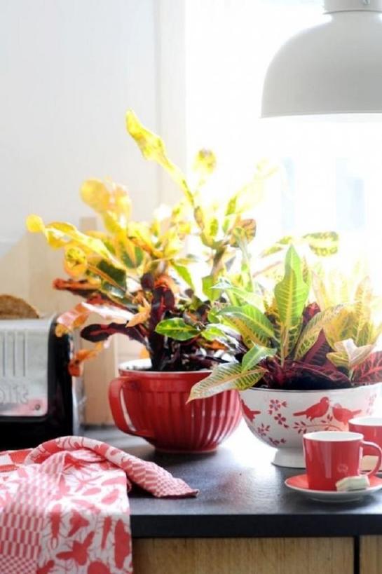 Фикус, кротон и другие: 7 домашних цветов, от которых нужно избавиться, если есть маленькие дети