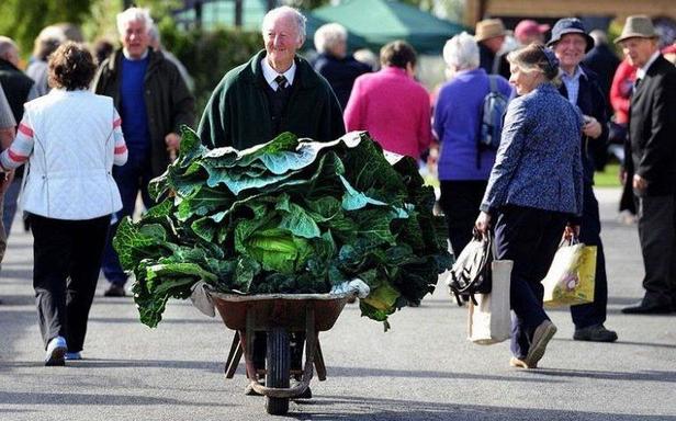 Самые большие в мире: в Англии прошла выставка овощей-гигантов - из тыквы вполне можно вырезать карету